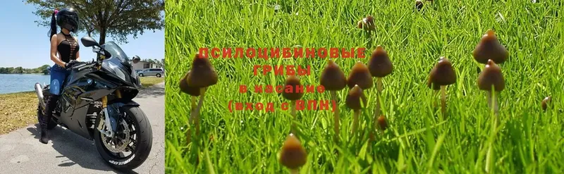 Галлюциногенные грибы Psilocybine cubensis  Починок 